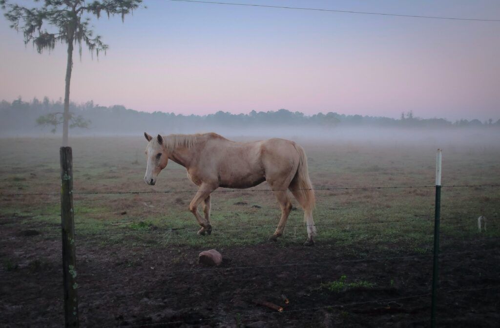 horse sports