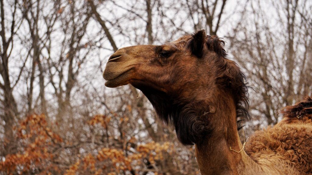 Camel wrestling